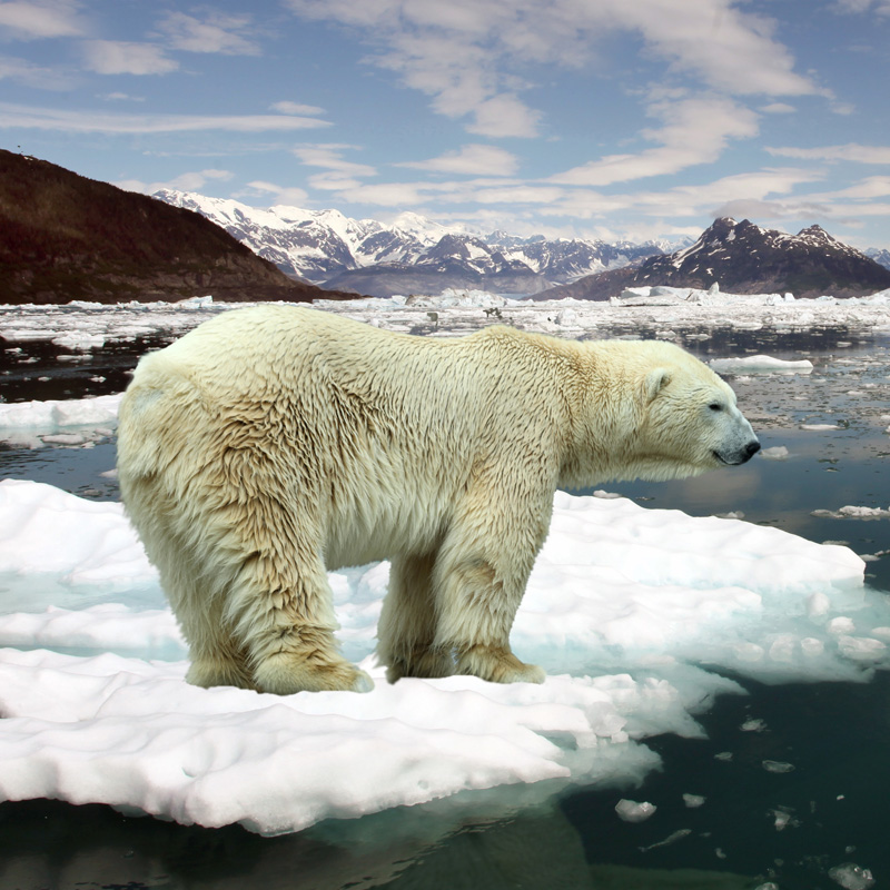 How Do We Help Mitigate Climate Change?
planetmediallc.com/how-do-we-help…

#ClimateChange #GlobalWarming #ClimateCrisis
#ActOnClimate #ClimateEmergency #ClimateAction
#SaveOurPlanet #ClimateJustice #FightClimateChange #StopGlobalWarming