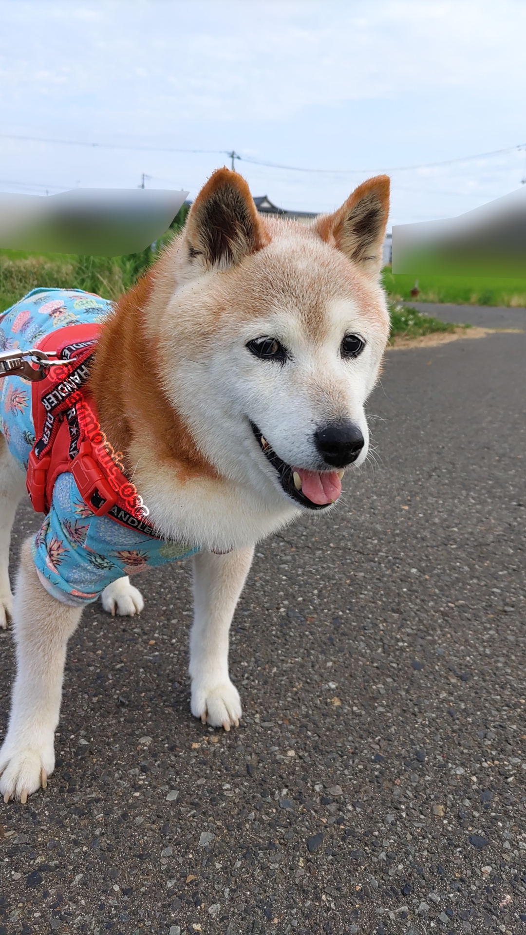 柴犬 受注商品】ぬいぐるみ・柴犬（伏せ） | KOESEN (Baby&Kids