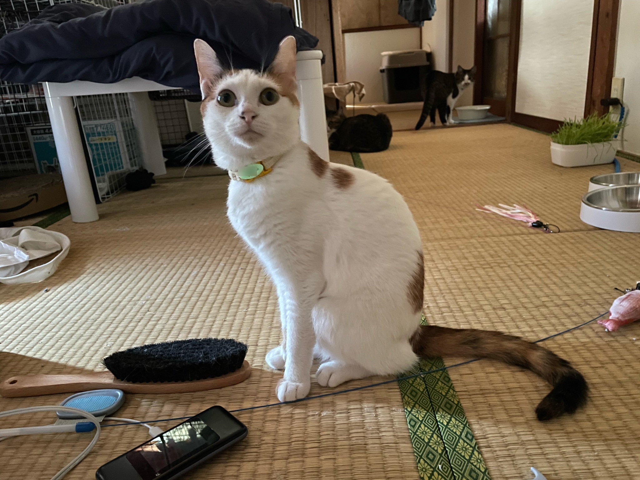 にゃんちくだいすきくらぶ on X: 