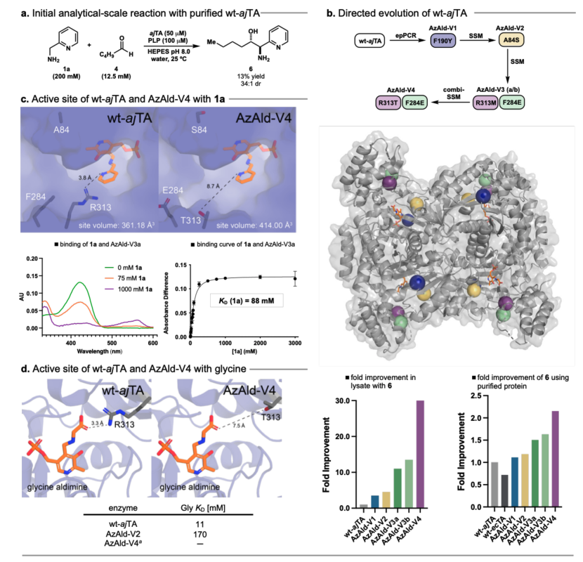 EnzymeChemistry's tweet image. Profiling of Diverse Pyridoxal-5′-Phosphate Dependent #Enzymes by Kendrick Smith, Madeline Arbuckle, Alexander Kim, Chun-Yi Tsai, John McIntosh, Deeptak Verma, @EunjaeShim1, Alison Narayan @NarayanLab @MichiganChem in @J_A_C_S pubs.acs.org/doi/10.1021/ja…