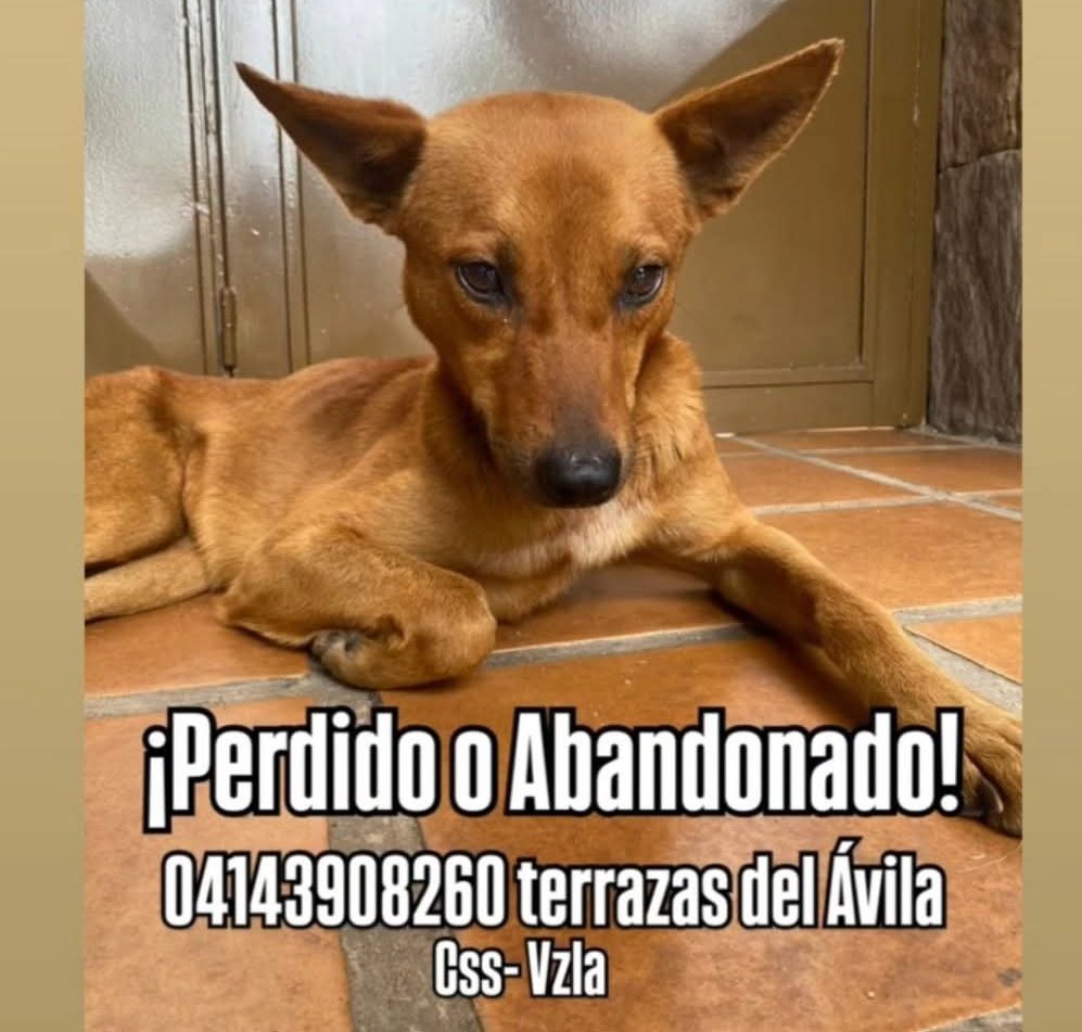 Reportan a este pequeño en Terrazas del Ávila- Gran Caracas