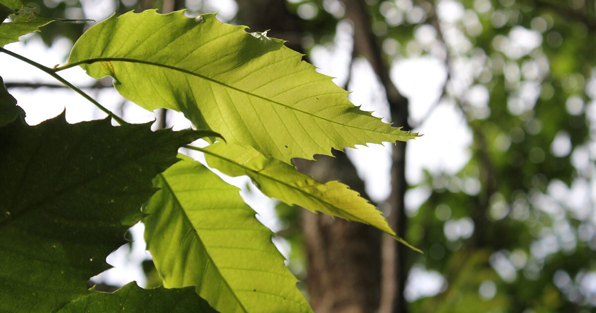 Scientists try to restore American chestnut trees to the northeast dlvr.it/TLqZb1