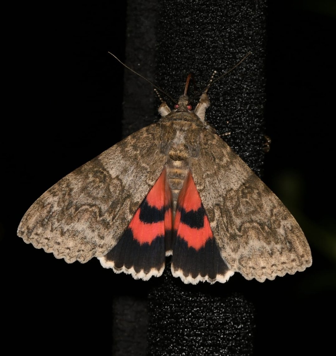 Rotes Ordensband (Catocala nupta) Sehnde Garten 8.7.2025