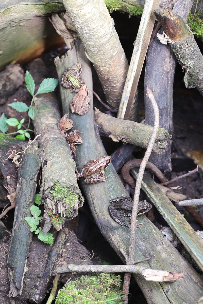 Eine Froschsammlung, sieben Stück. Nach einer Familie sieht mir das eher nicht aus da die alle irgendwie anders aussehen.
Gefunden in einem alten sowjetischen Sonderwaffenlager in Litauen, Dränageschacht.