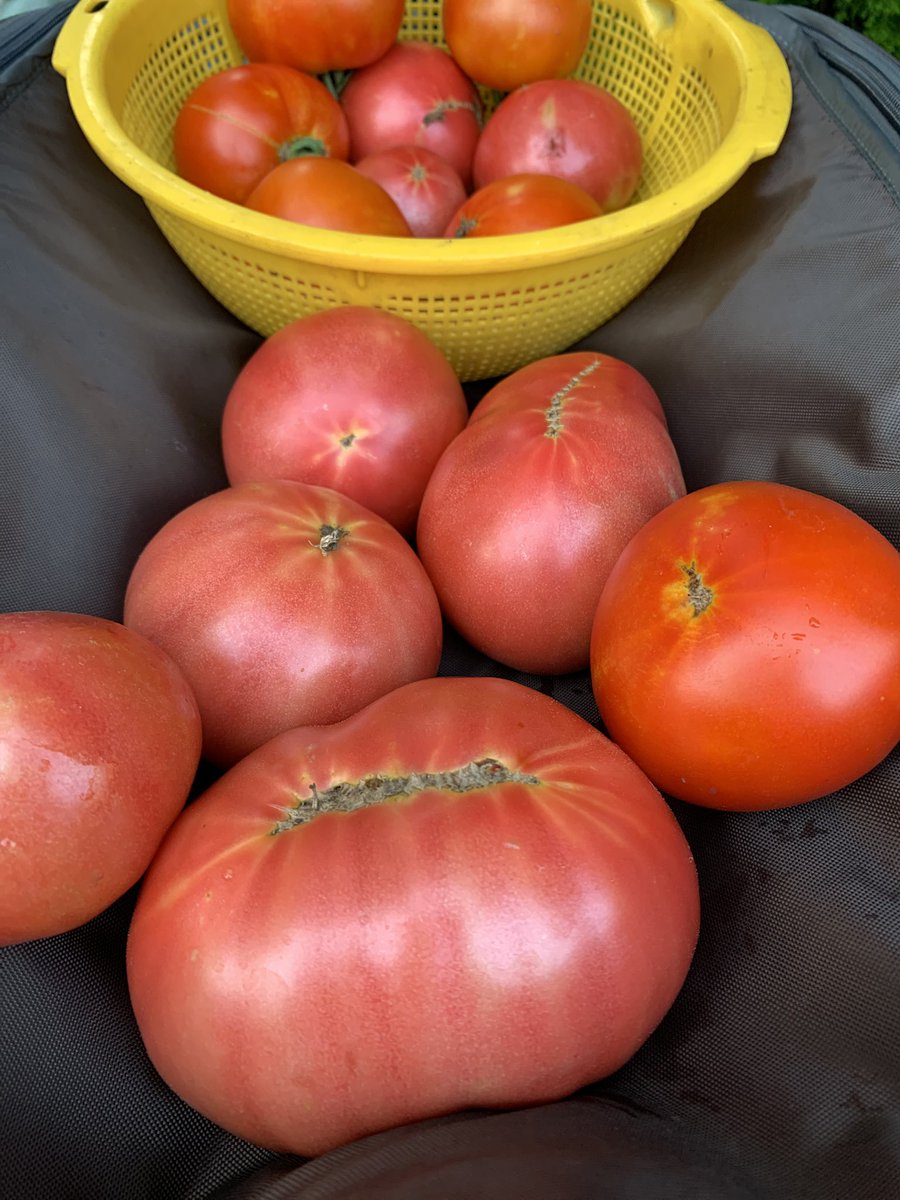 今年最大のトマトが取れました🍅言葉だけ立派な人間は敵である、と言う釈尊の言葉があるそうです♪心したいものですね。