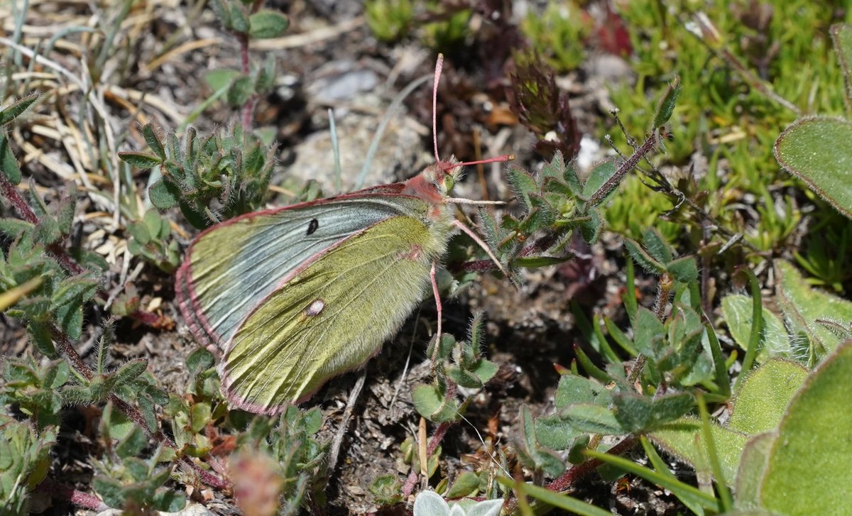 Mountain clouded yellow in the southern French alps ⁦<a href="/Mariposa_Nature/">Mariposa Nature Tours</a>⁩ wonderful