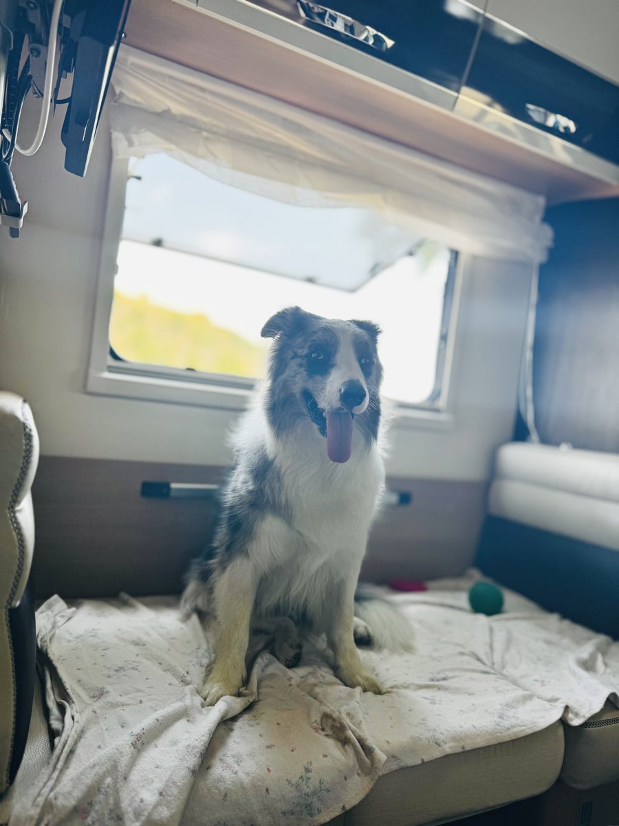 NomadCode96's tweet image. CEO de mi autocaravana 🐶💻
Él decide cuándo es hora de parar y jugar.
Ser nómada tech no está mal.

#FelizMiércoles