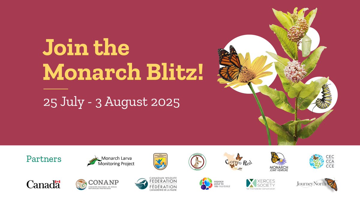 🚀 The #MonarchBlitz is back this summer from 25 July–3 August! 🌞

Find monarch butterflies &amp; examine milkweed plants for monarch eggs, caterpillars &amp; chrysalises! 🌱🥚🐛

Go outdoors &amp; collect observations to support #monarch butterfly conservation!

👉cec.org/media/support-…