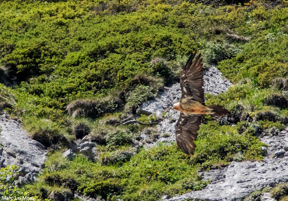 Ornithomedia's tweet image. 20ème Festival Nature des Réserves Naturelles Catalanes (Pyrénées-Orientales) jusqu&apos;au début du mois d&apos;octobre 2025 ➡️ Cliquez sur ce lien pour en savoir plus : ornithomedia.com/agenda/20eme-f…
#oiseaux #birds #ornithologie #ornithomedia #ornithologie #nature