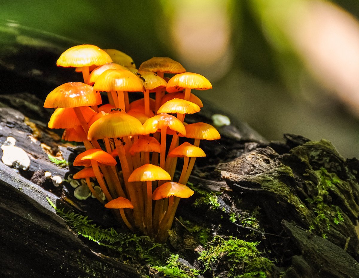 KentuckyLiving's tweet image. Congratulations to Tammy Hyatt for winning the People's Choice vote in the PLANTS & FLOWERS category! Your stunning shot bloomed above the rest and captured the beauty of nature perfectly. Voting is now open for your favorite ANIMAL photo: ow.ly/R1UN50WngSa