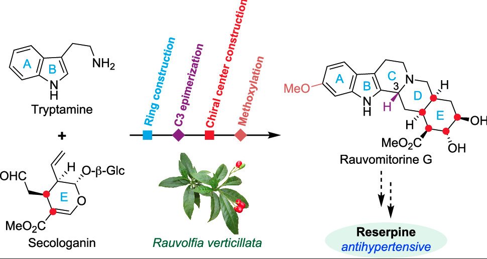 EnzymeChemistry's tweet image. Enzymatic Basis of Stereochemical Control in Reserpine #Biosynthesis by Jiaqing Cao, Jingxiao Zhong, Feng Li, and @JiangYindi in @J_A_C_S pubs.acs.org/doi/10.1021/ja…