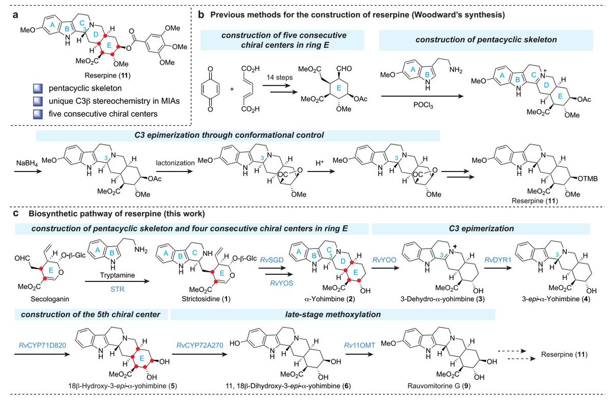 EnzymeChemistry's tweet image. Enzymatic Basis of Stereochemical Control in Reserpine #Biosynthesis by Jiaqing Cao, Jingxiao Zhong, Feng Li, and @JiangYindi in @J_A_C_S pubs.acs.org/doi/10.1021/ja…