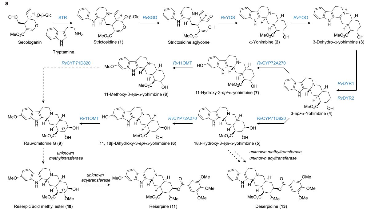 EnzymeChemistry's tweet image. Enzymatic Basis of Stereochemical Control in Reserpine #Biosynthesis by Jiaqing Cao, Jingxiao Zhong, Feng Li, and @JiangYindi in @J_A_C_S pubs.acs.org/doi/10.1021/ja…