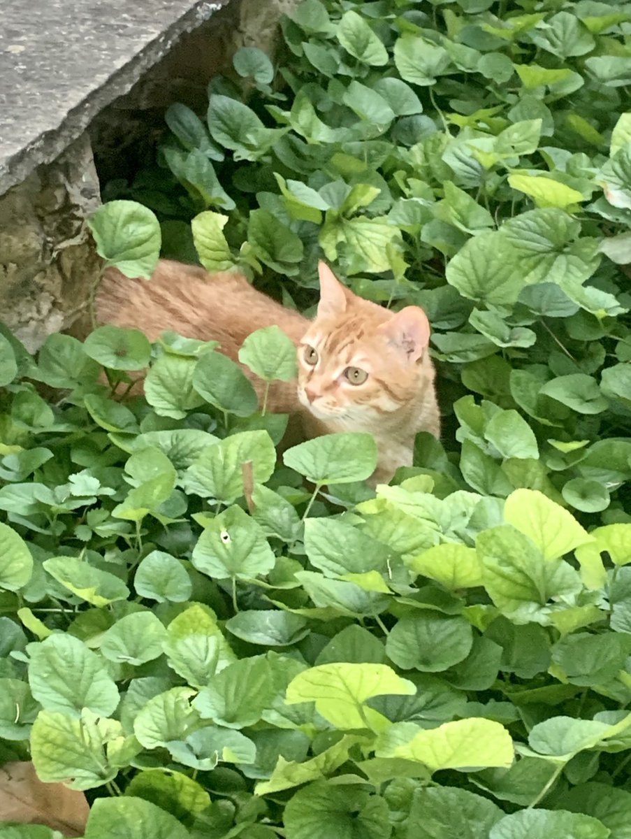 Artù perfettamente mimetizzato per la caccia notturna. Buonanotte.