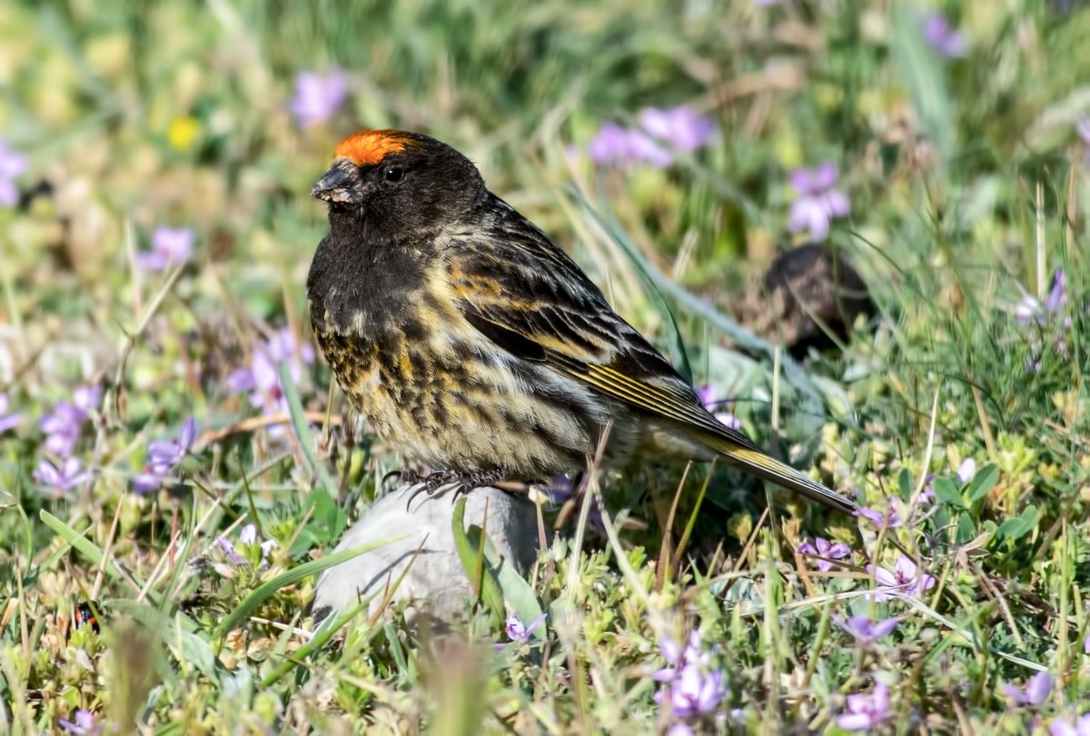 WhitleyBirder's tweet image. Some Turkey pics from a few weeks back - the first couple of days were spent in the Aladaglar Mountains with some very special species. Shown here are Radde's Accentor, Red-fronted Serin, White-winged Snowfinch and Horned (Shore) Lark.