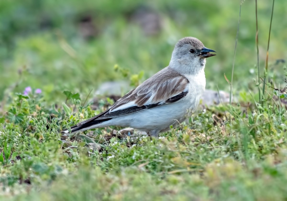 WhitleyBirder's tweet image. Some Turkey pics from a few weeks back - the first couple of days were spent in the Aladaglar Mountains with some very special species. Shown here are Radde's Accentor, Red-fronted Serin, White-winged Snowfinch and Horned (Shore) Lark.