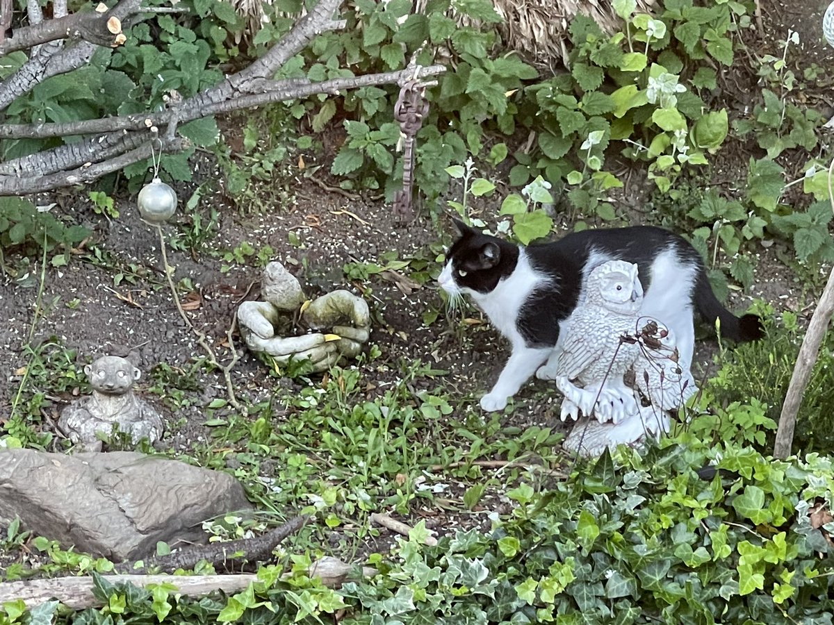 New visitor to the garden, chased a female blackbird then a male blackbird chased the not so brave cat away