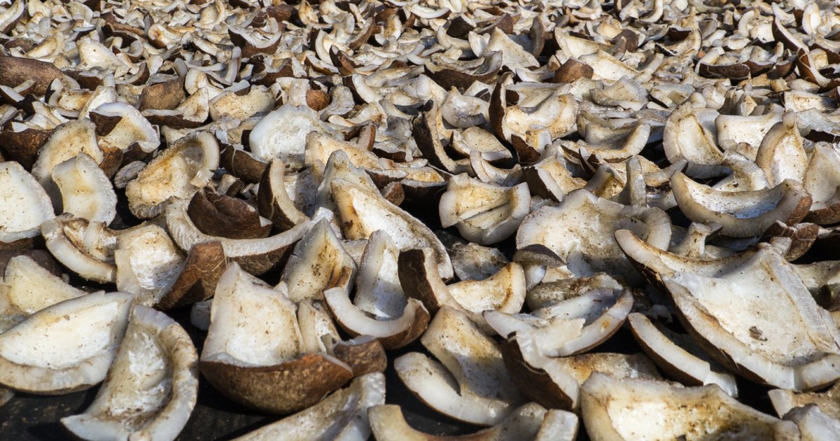 Avete intenzione di imbarcare la copra? Il divieto è totale. Ecco perché non si può portare in aereo questa parte del cocco ilfattoquotidiano.it/2025/07/08/ave…