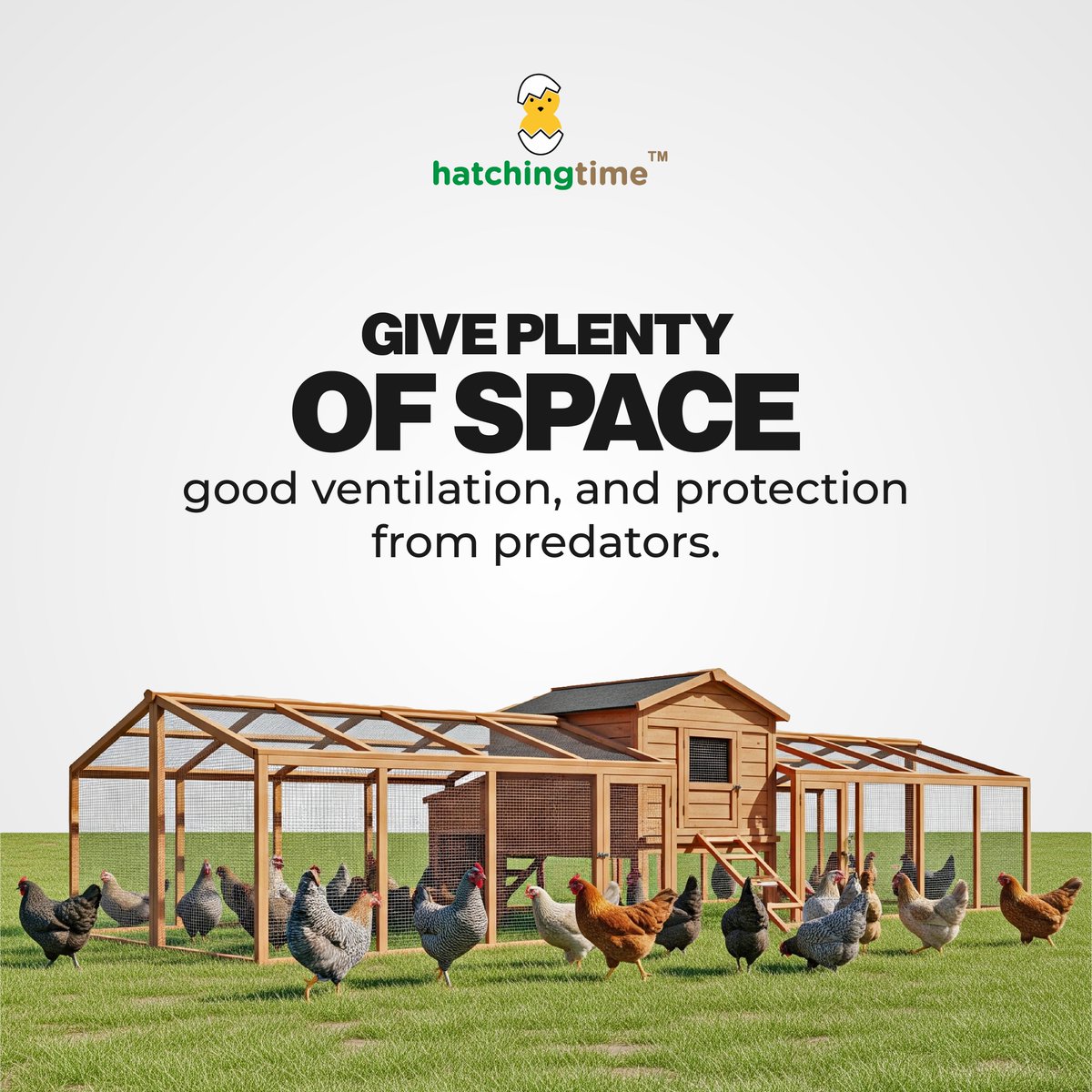 HatchingTime's tweet photo. Raising Meat Chickens? Here’s How to Do It Right from Day One

Read more on our blog: https://t.co/B9BJ0A2s1M

#poultry #guide #RaisingChickens #blog #hatchingtime #backyardchickens https://t.co/o73o7izRDZ