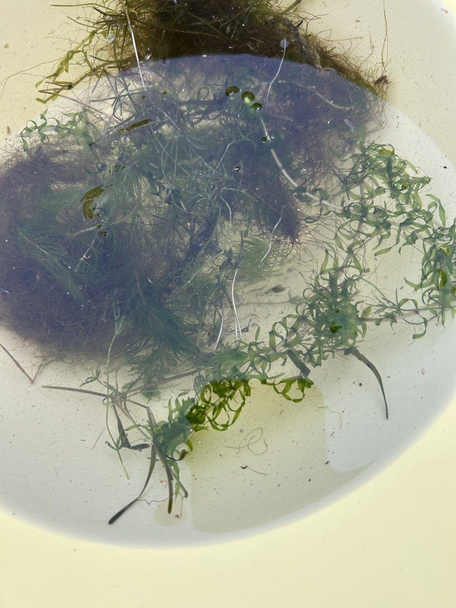 Today diving in Limajno Lake with fantastic team AKP Skorpena. Littoral observation showed beautiful Chara meadows, but we also spotted invasive Elodea nuttalli. I suppose that Elodea is much more common in our lakes as we thought.
