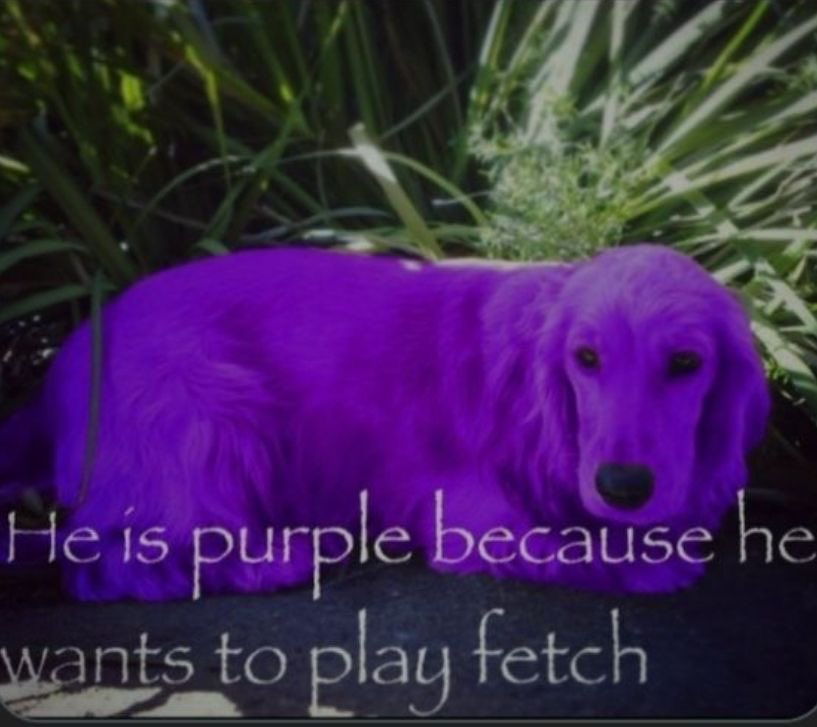 BaptisteUpdates's tweet image. 🌊 Baptiste fun fact: baptiste turned into a purple dog.