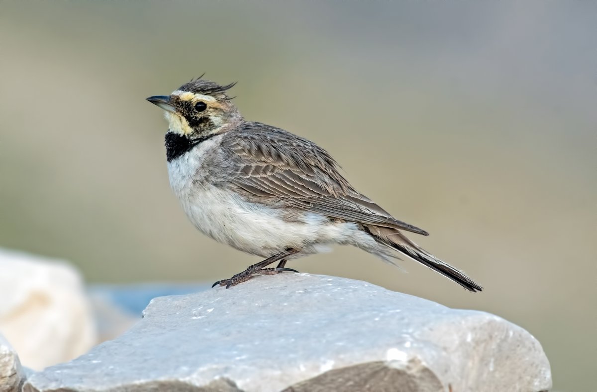 WhitleyBirder's tweet image. Some Turkey pics from a few weeks back - the first couple of days were spent in the Aladaglar Mountains with some very special species. Shown here are Radde's Accentor, Red-fronted Serin, White-winged Snowfinch and Horned (Shore) Lark.