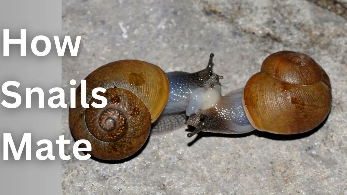 Snails stab each other with love darts before mating. Yes, actual stabbing. With darts. 🐌💘 Why? Watch this bizarre mating ritual unfold: 
youtu.be/ltoUS3lcFfs