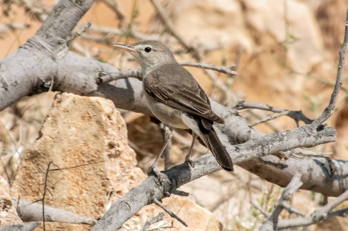 WhitleyBirder's tweet image. The middle part of our Turkey trip was based in Gaziantep, specifically around the town of Durnalik - a WP birding paradise! Included here are Desert Finch, Upcher's Warbler, Western Rock Nuthatch (also saw Eastern here) and Rufous-tailed Scrub-Robin.
