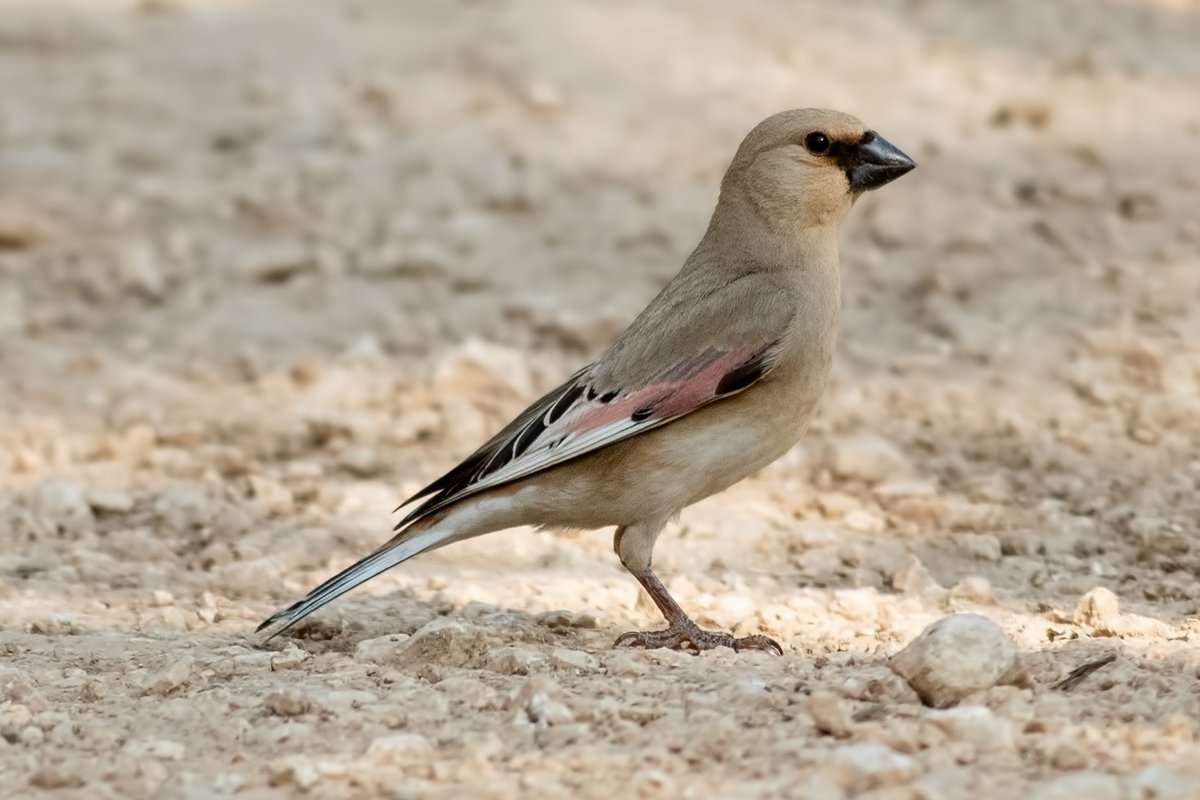 WhitleyBirder's tweet image. The middle part of our Turkey trip was based in Gaziantep, specifically around the town of Durnalik - a WP birding paradise! Included here are Desert Finch, Upcher's Warbler, Western Rock Nuthatch (also saw Eastern here) and Rufous-tailed Scrub-Robin.
