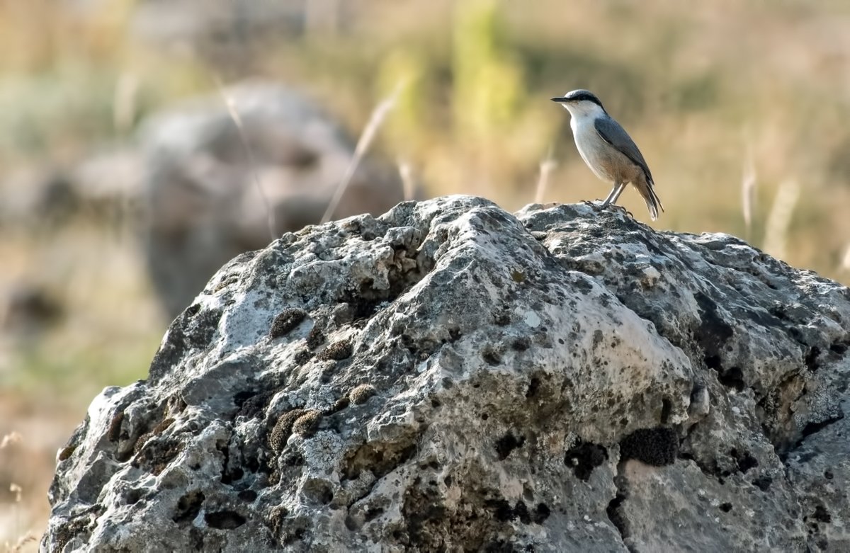 WhitleyBirder's tweet image. The middle part of our Turkey trip was based in Gaziantep, specifically around the town of Durnalik - a WP birding paradise! Included here are Desert Finch, Upcher's Warbler, Western Rock Nuthatch (also saw Eastern here) and Rufous-tailed Scrub-Robin.