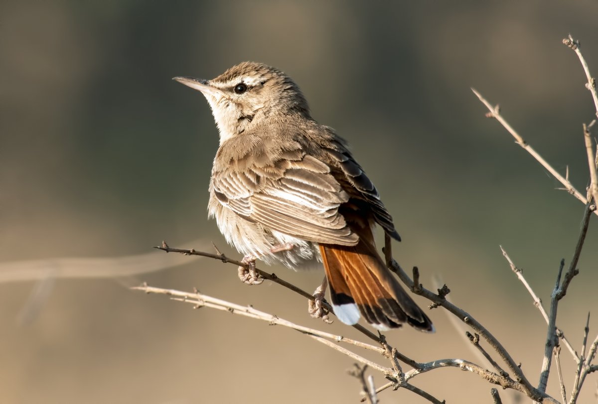 WhitleyBirder's tweet image. The middle part of our Turkey trip was based in Gaziantep, specifically around the town of Durnalik - a WP birding paradise! Included here are Desert Finch, Upcher's Warbler, Western Rock Nuthatch (also saw Eastern here) and Rufous-tailed Scrub-Robin.