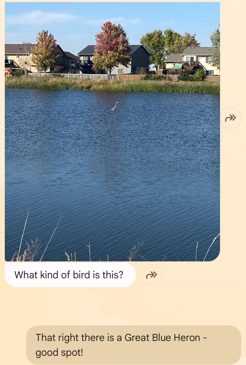 My love language is when people send me pictures of birds to identify