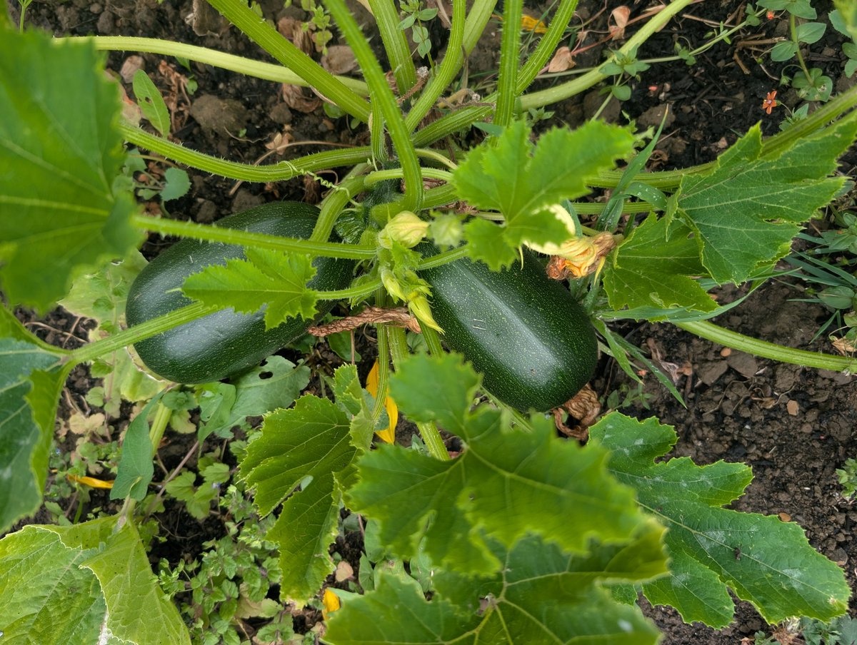 What do you do with lots of big courgettes? 
Lime and courgette marmalade! 
#somethingnew