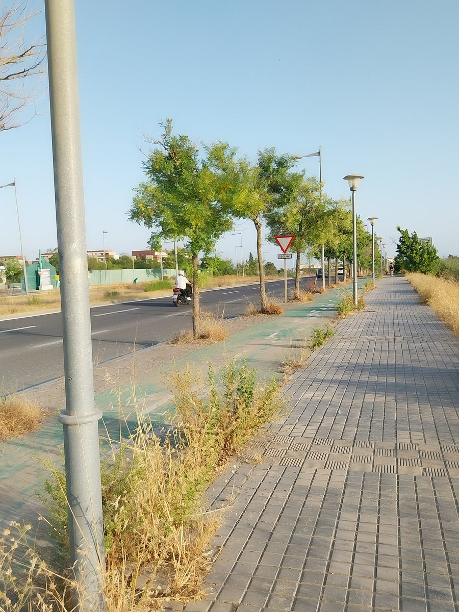 Diego0dp's tweet photo. La ctra A8068 desde el Km 3, que une Mairena con Bormujos, presenta una dejadez de malas hierbas a ambos lados de la calzada usurpando la acera.

Este es su lamentable estado.

Por favor, os pido que actúeis para la poda urgente.
@AndaluciaJunta @MedioAmbAND @DIPUSEVI https://t.co/WaU365h7xN