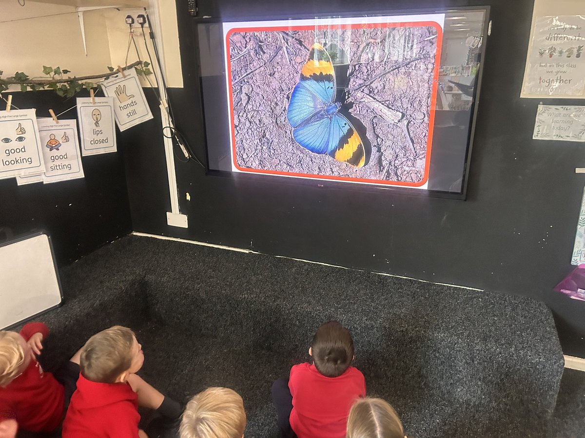 PCPNursery's tweet image. Today we took a closer look at butterflies. We noticed that the butterflies we could see had the same pattern on both wings. We learnt that this is called symmetry.  🦋 🦋 #pcpmaths
