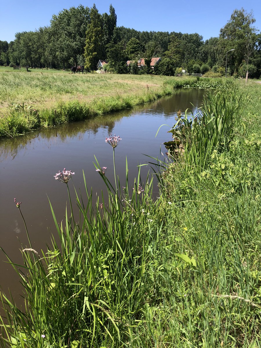 Betrap mijzelf op natuuramnesie: blij met een zwanenbloem in een slootje terwijl het vroeger een algemene soort was.