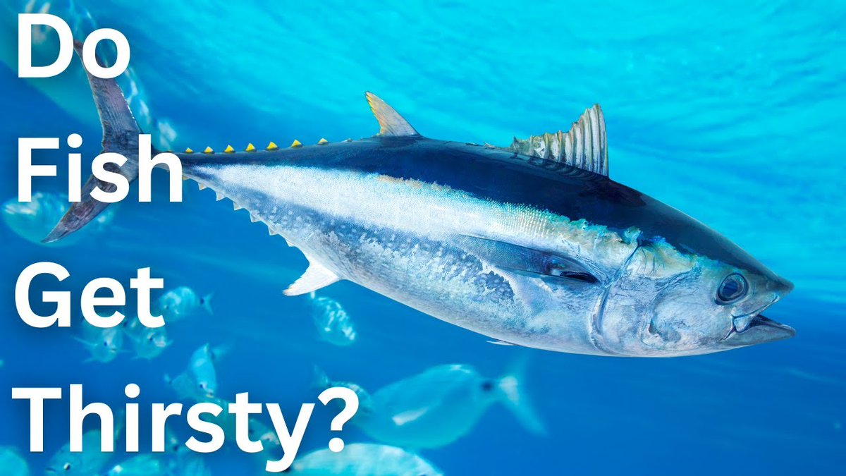 Do fish get thirsty? 🐟💧 Sounds weird, but the science is wild. Some fish drink water, others don’t—and it’s all about osmosis.
Find out how it works:
youtu.be/HU5f1suiEjk