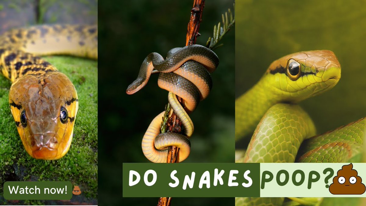 How do snakes poop? 🐍 They digest bones, fur, and everything. Then they expel it all through one hole called the cloaca.
Yes, it's weird. Yes, it matters.
Watch the full breakdown:
youtu.be/vV6G5vKzJYw