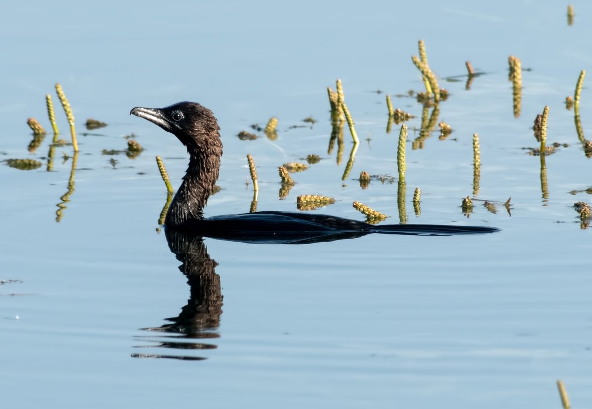 WhitleyBirder's tweet image. Next up was Birecik, on the banks of the infamous Euphrates. Some more WP quality on offer with Iraq Babbler, Dead Sea Sparrow, Delicate Prinia and Pygmy Cormorant shown here, as well as Pallid Scops Owl, Grey-headed Swamphen, Little Swift etc.