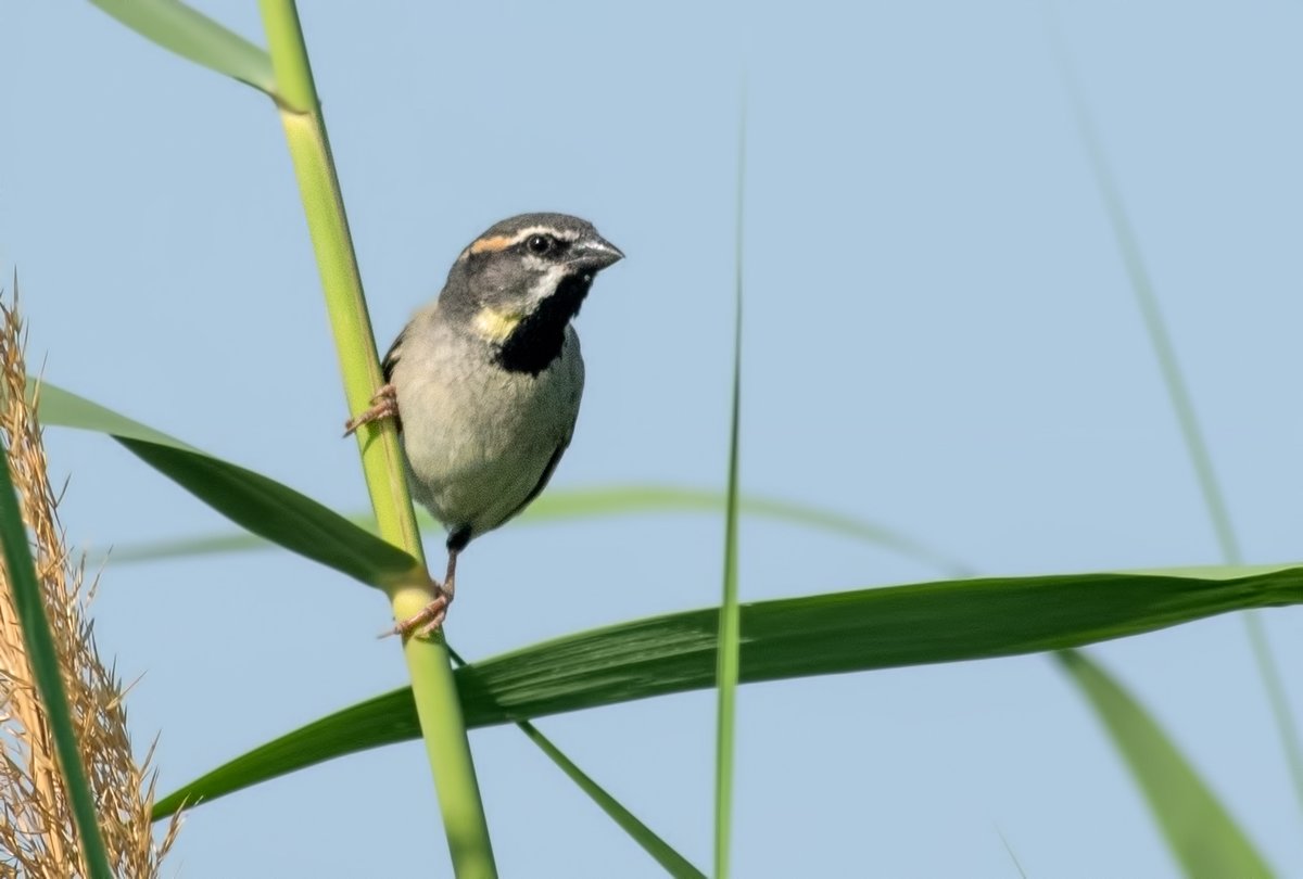 WhitleyBirder's tweet image. Next up was Birecik, on the banks of the infamous Euphrates. Some more WP quality on offer with Iraq Babbler, Dead Sea Sparrow, Delicate Prinia and Pygmy Cormorant shown here, as well as Pallid Scops Owl, Grey-headed Swamphen, Little Swift etc.
