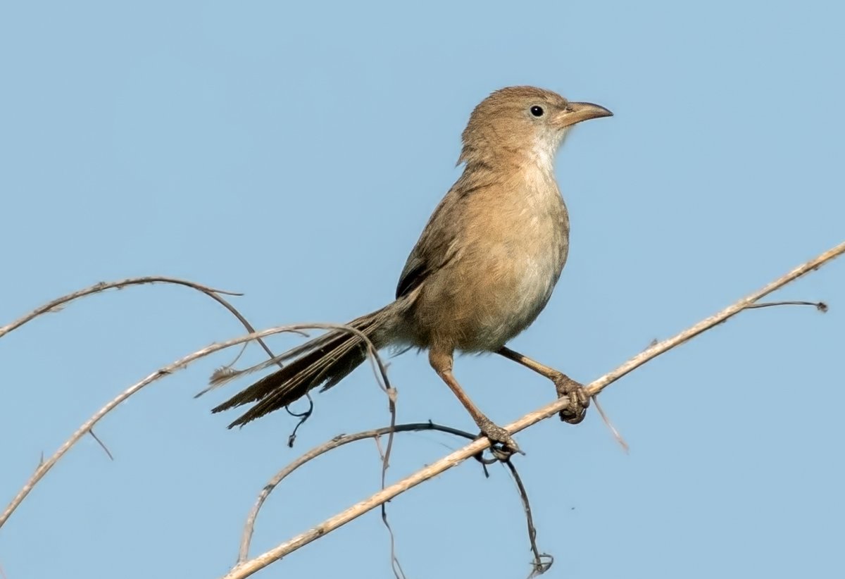 WhitleyBirder's tweet image. Next up was Birecik, on the banks of the infamous Euphrates. Some more WP quality on offer with Iraq Babbler, Dead Sea Sparrow, Delicate Prinia and Pygmy Cormorant shown here, as well as Pallid Scops Owl, Grey-headed Swamphen, Little Swift etc.