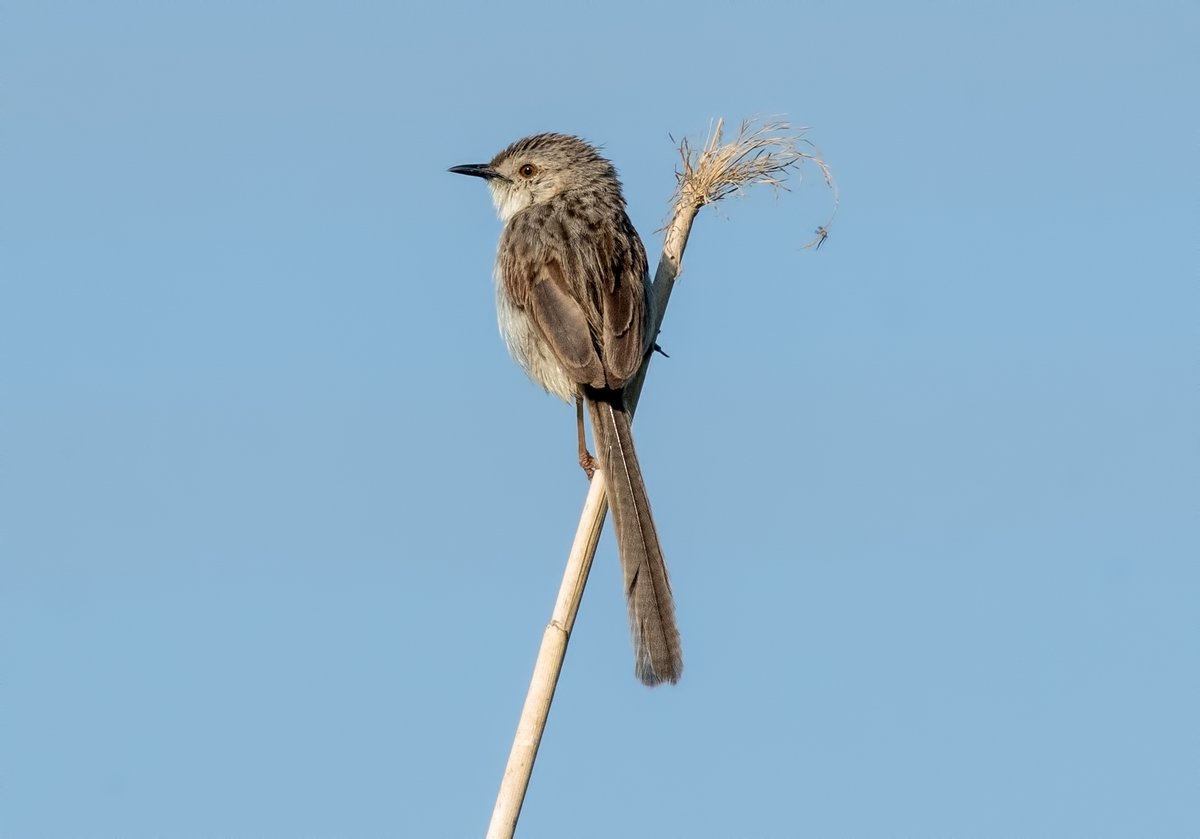 WhitleyBirder's tweet image. Next up was Birecik, on the banks of the infamous Euphrates. Some more WP quality on offer with Iraq Babbler, Dead Sea Sparrow, Delicate Prinia and Pygmy Cormorant shown here, as well as Pallid Scops Owl, Grey-headed Swamphen, Little Swift etc.