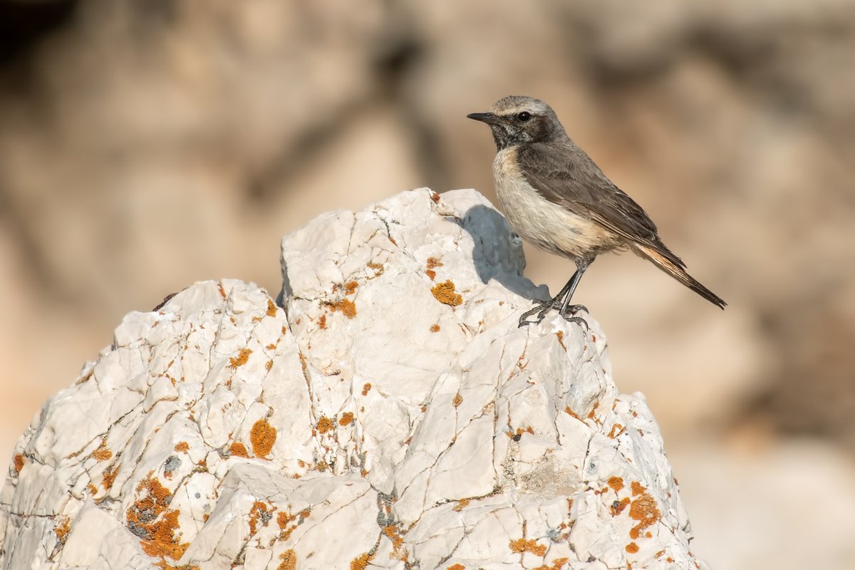 WhitleyBirder's tweet image. The final leg was spent birding around the mighty Mount Nemrut, the number one spot for Kurdish Wheatear amongst other specialities (Rock Sparrow, Tawny Pipit and White-winged Snowfinch also pictured). Fabulous trip all round - would recommend to anyone considering it!