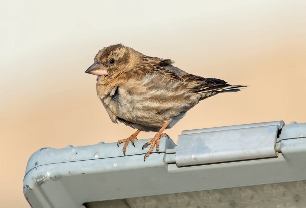 WhitleyBirder's tweet image. The final leg was spent birding around the mighty Mount Nemrut, the number one spot for Kurdish Wheatear amongst other specialities (Rock Sparrow, Tawny Pipit and White-winged Snowfinch also pictured). Fabulous trip all round - would recommend to anyone considering it!