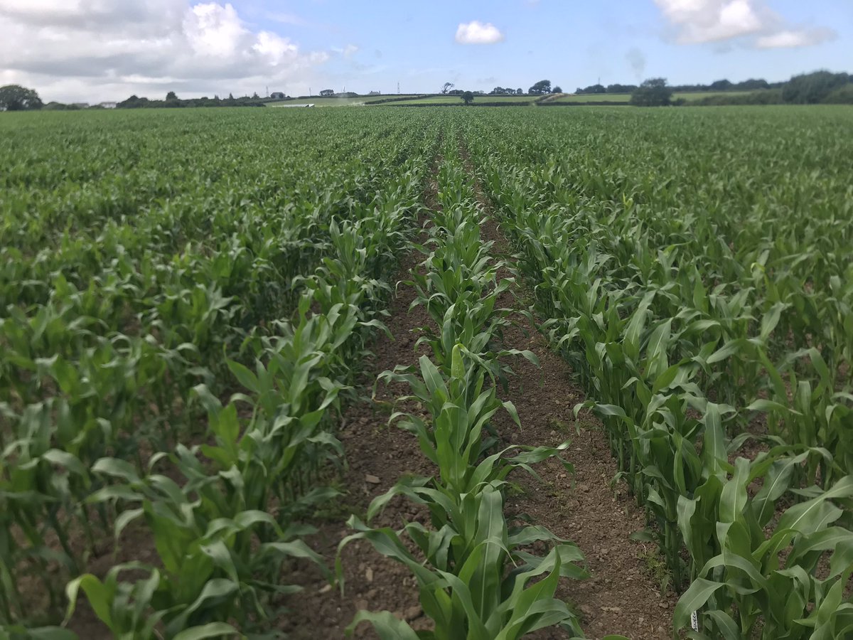 Jardinero in the South West Maize trials at multiple sites is the stand out variety, loving this hot weather!