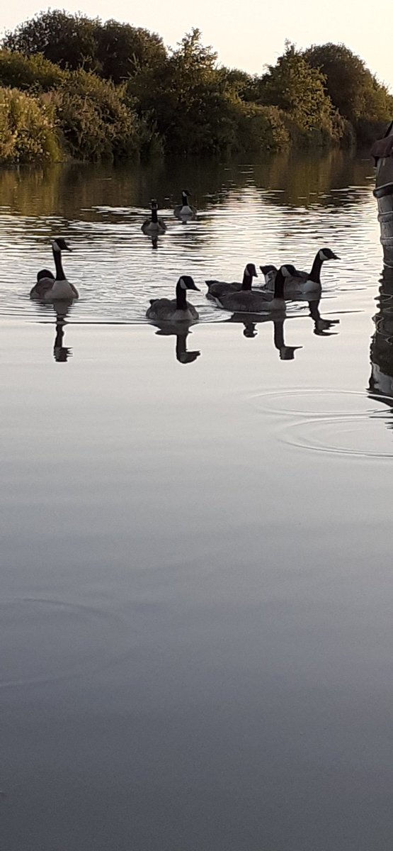 chartjohn30's tweet image. The geece are coming.  @CRTBoating