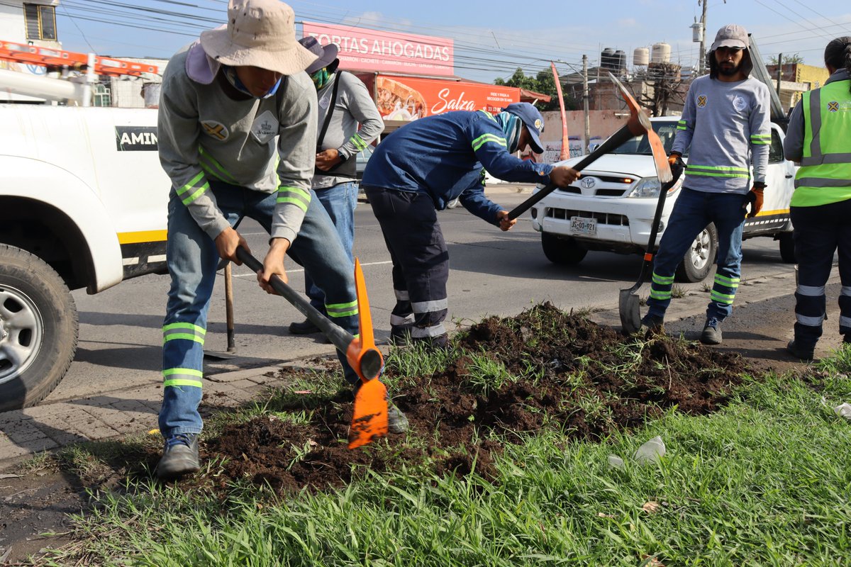 AgenciaAMIM's tweet photo. #CiclovíasLimpias La ciclovía metropolitana de 8 de Julio / Jesús Michel González que cruza los municipios de Guadalajara y Tlaquepaque tuvo una intervención con limpieza y retiro de pasto y tierra que se había acumulado debido a las últimas lluvias y que obstruía el paso para las y los ciclistas que utilizan esta vía.
Desde la semana pasada cuadrillas de #CiclovíasLimpias liberaron esta vía con el retiro de pasto, lodo, podas y limpieza en el tramo de Aldama a Periférico Sur ambos sentidos.
Se intervinieron 4.4 kilómetros y se retiraron 8 toneladas de tierra y pasto.