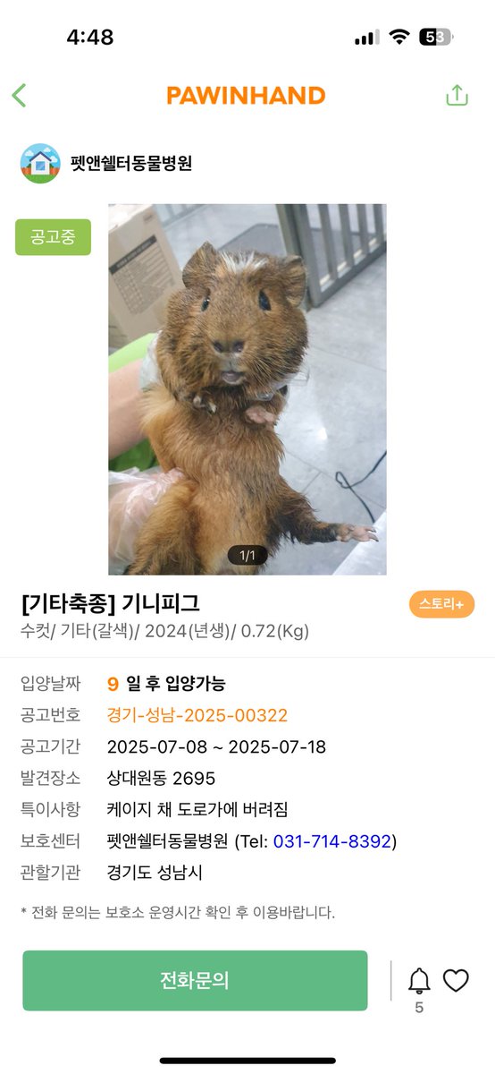 hamkongmong's tweet image. 남양주, 성남 유기기니피그 공고입니다
한마리는 꽤 시간이 지나서(기니피그는 스트레스에 취약하고 기니피그를 제대로 돌보는 보호소가 거의 없어서 짧은 시간에도 대개 폐사함) 현재 상태가 어떤지는 불명확하니 입양 의사 있으시면 전화문의 해보세요!
성남은 공고기간내에도 입양가능하다고 합니다