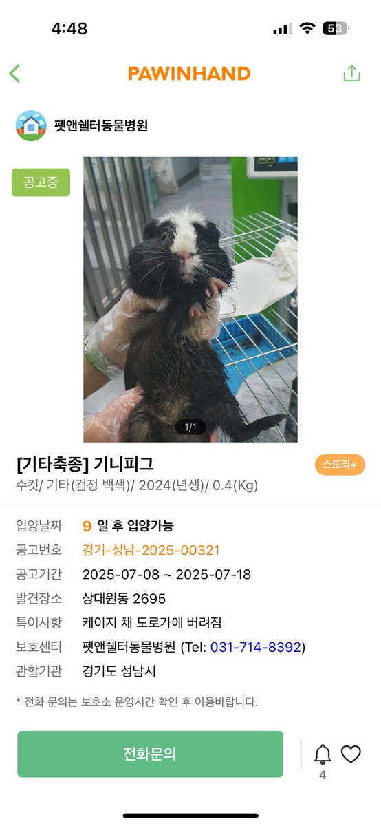 hamkongmong's tweet image. 남양주, 성남 유기기니피그 공고입니다
한마리는 꽤 시간이 지나서(기니피그는 스트레스에 취약하고 기니피그를 제대로 돌보는 보호소가 거의 없어서 짧은 시간에도 대개 폐사함) 현재 상태가 어떤지는 불명확하니 입양 의사 있으시면 전화문의 해보세요!
성남은 공고기간내에도 입양가능하다고 합니다