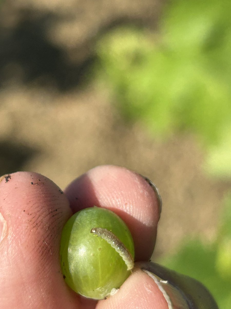 Larves de dues #plagues convivint a la vinya. #Cryptoblabes_gnidiella i #Lobesia_botrana, cal fer controls per veure la incidència a cada #vinya i no refiar-se només de captures en trampes de monitoratge, a vegades no veiem correlació directa danys o larves / captures